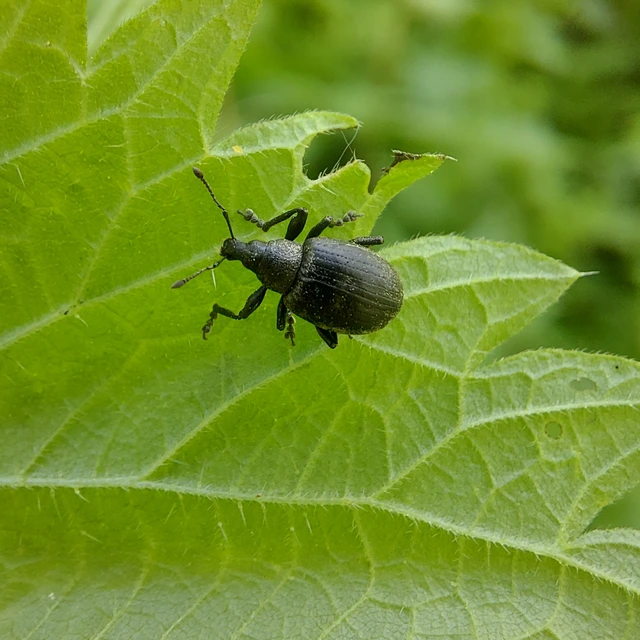 Liophloeus