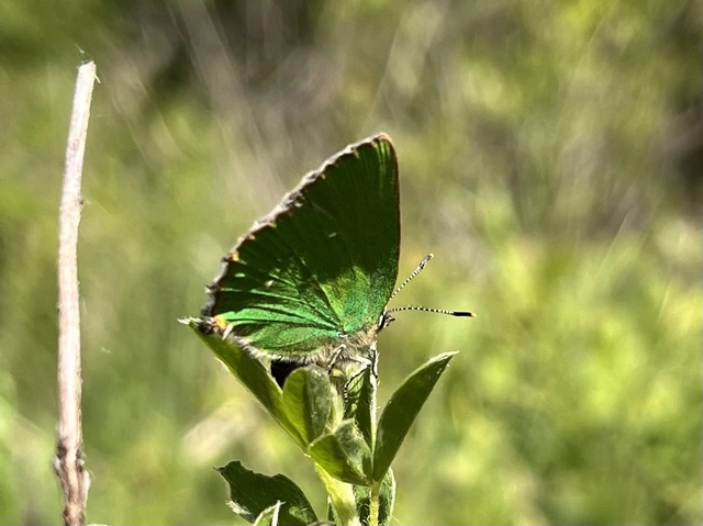 Callophrys rubi - zöldfonákú lepke