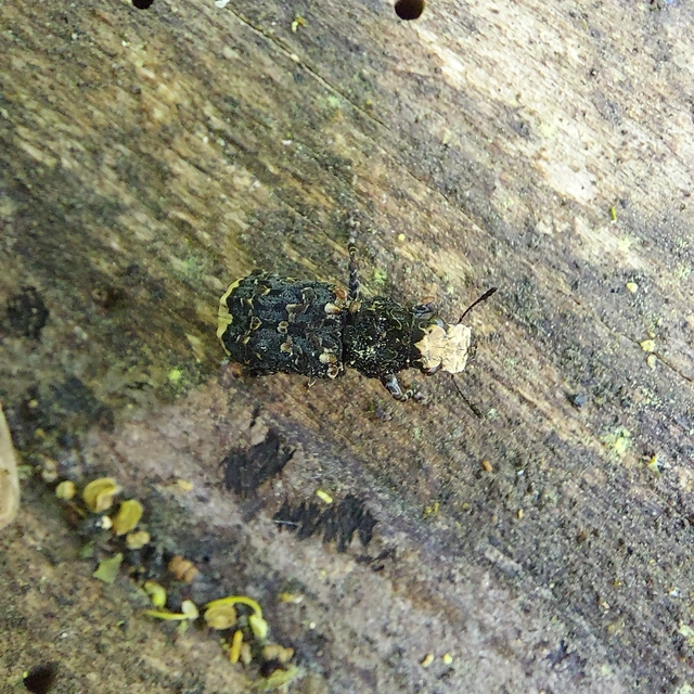 Platyrhinus resinosus - nagy orrosbogár