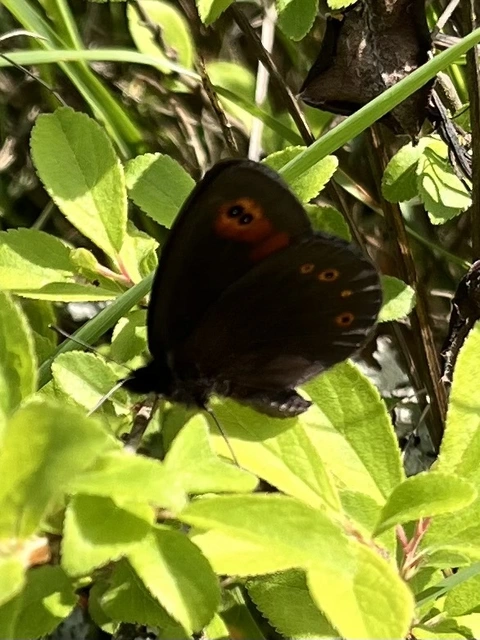 Erebia medusa - tavaszi szerecsenlepke