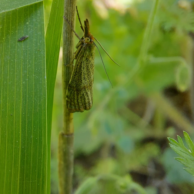 Thisanotia chrysonuchella - tavaszi fűgyökérmoly