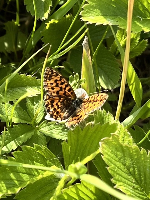 Boloria dia - kis gyöngyházlepke