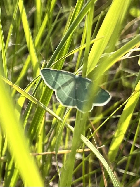 Chlorissa viridata/cloraria