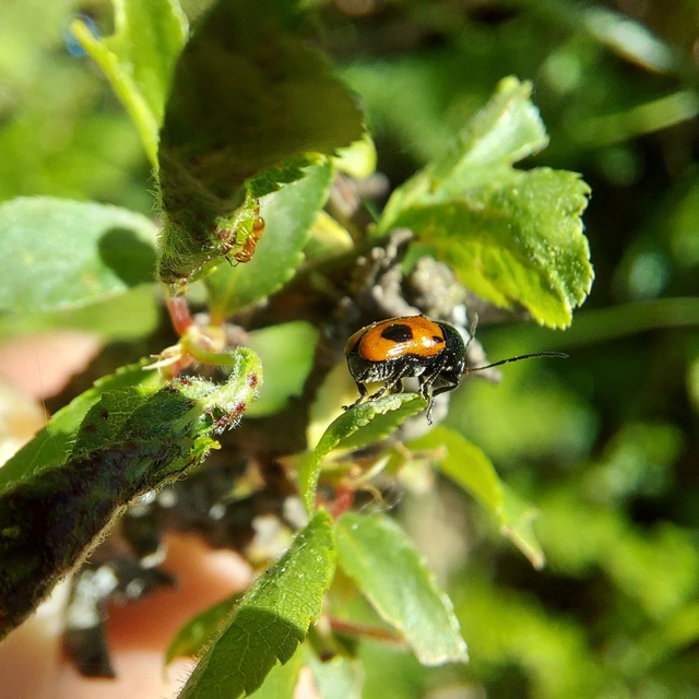 Cryptocephalus bipunctatus - kétpettyes zömökbogár