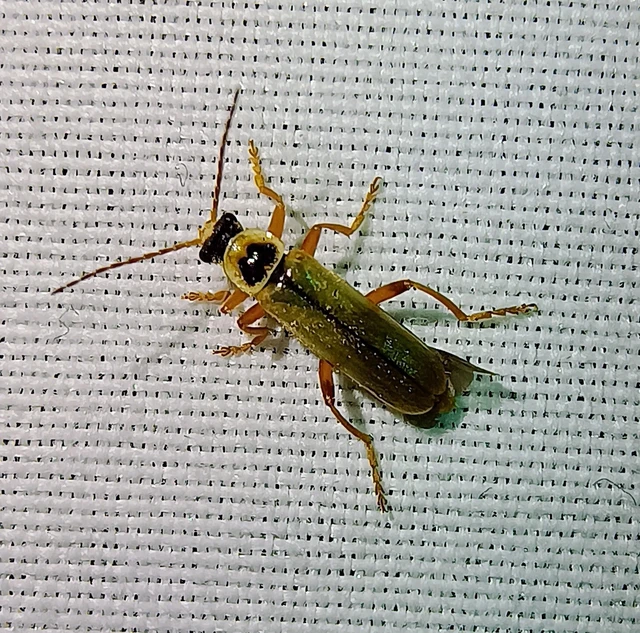 Metacantharis clypeata - tavaszi lágybogár