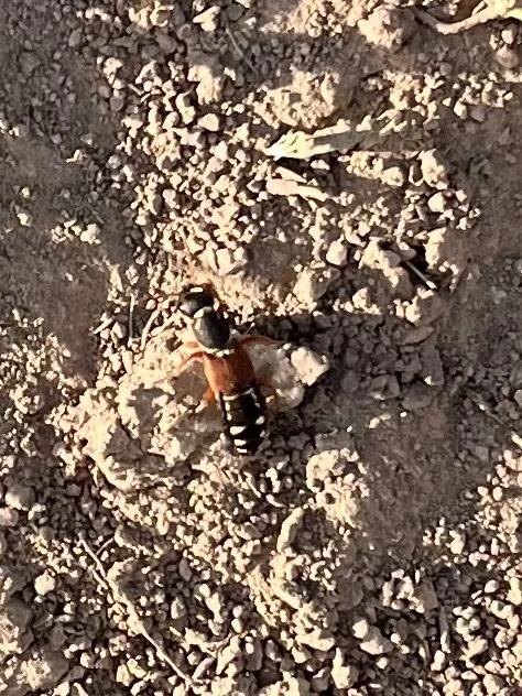 Staphylinus caesareus - aranysujtásos holyva