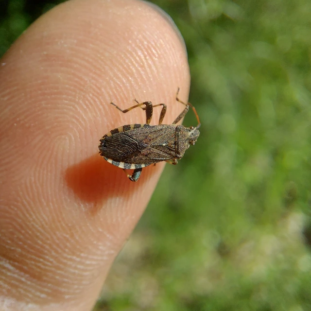 Ceraleptus gracilicornis - tüskéslábú karimáspoloska