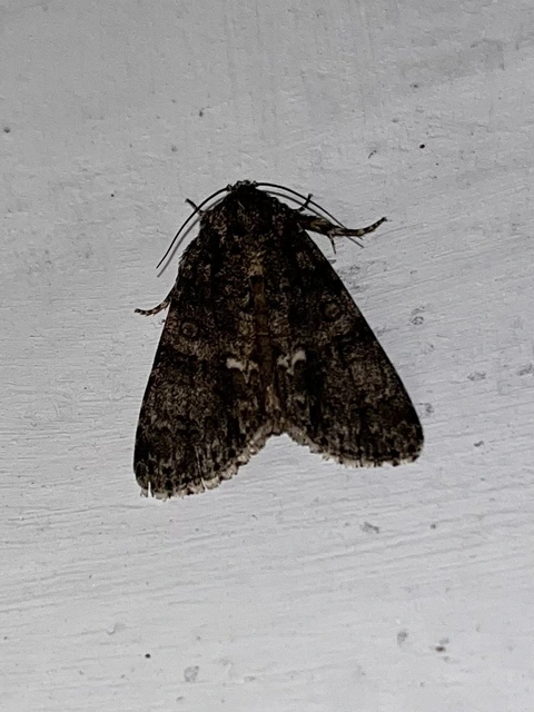 Acronicta rumicis - sóska-szigonyosbagoly