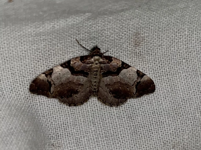Anticlea derivata - vadrózsa-tarkaaraszoló