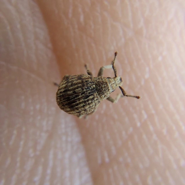 Pelletierellus ventricosus - tarka éjiormányos