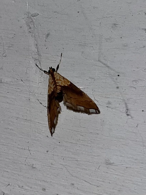 Agrotera nemoralis - ligeti tűzmoly