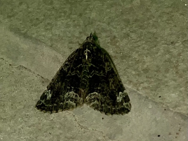 Chloroclysta siterata - salátazöld araszoló