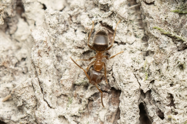 Lasius brunneus - rozsdáshátú feketehangya