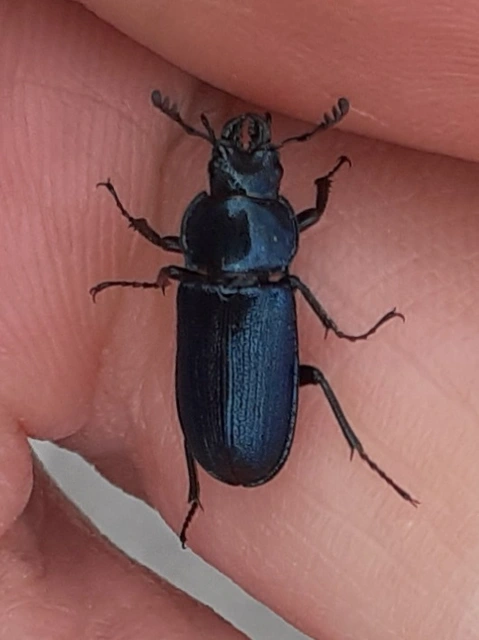 Platycerus caraboides - kis fémesszarvasbogár