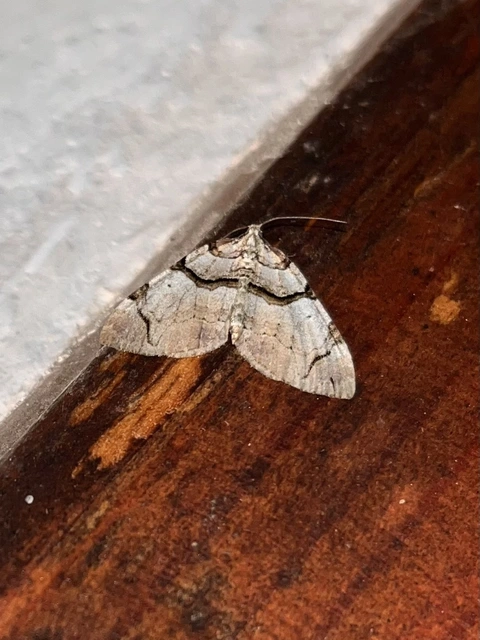 Anticlea derivata - vadrózsa-tarkaaraszoló