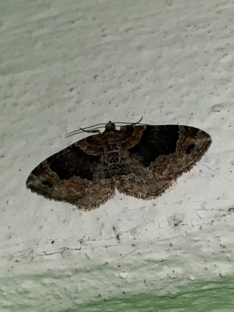 Xanthorhoe ferrugata - kerti tarkaaraszoló