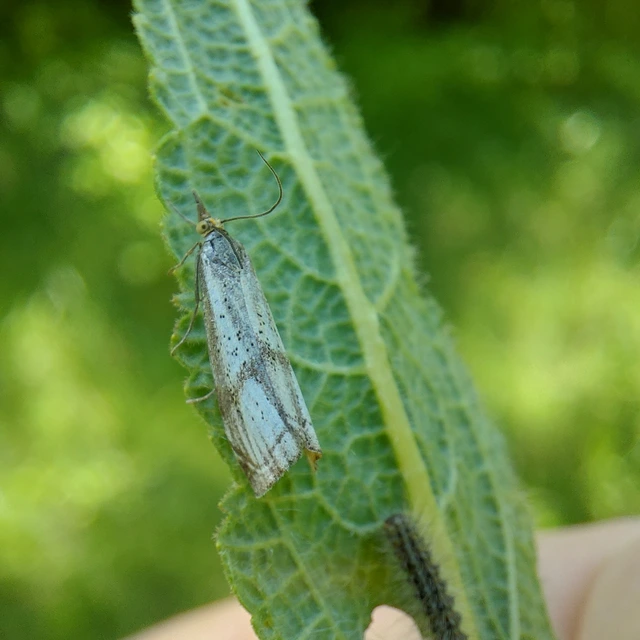 Thisanotia chrysonuchella - tavaszi fűgyökérmoly