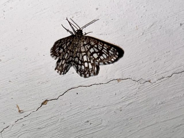 Chiasmia clathrata - rácsos rétiaraszoló