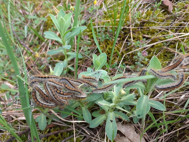 Malacosoma castrensis - kutyatejszövő