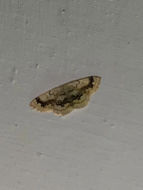 Cyclophora annularia - gyűrűs pettyesaraszoló