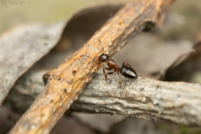 Colobopsis truncata - kapushangya