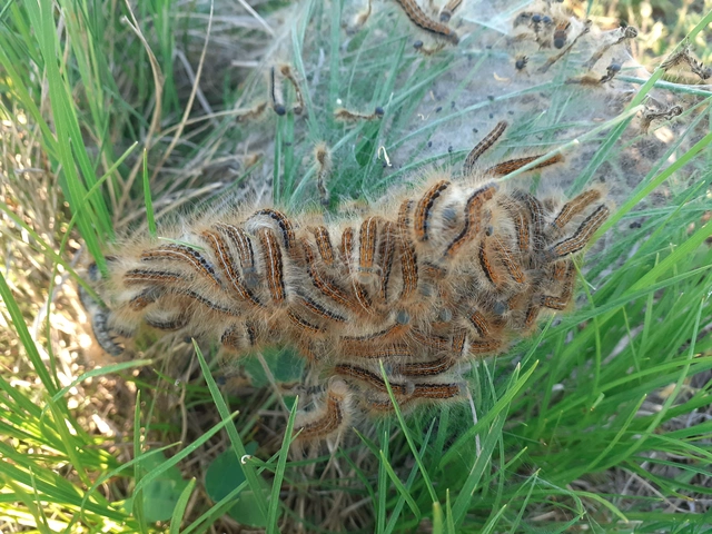 Malacosoma castrensis - kutyatejszövő