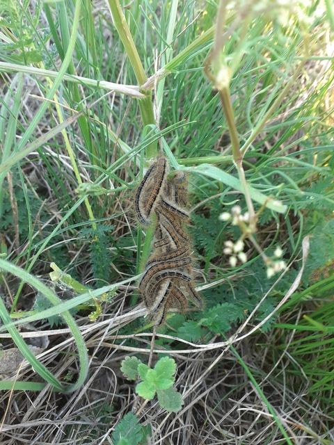 Malacosoma castrensis - kutyatejszövő