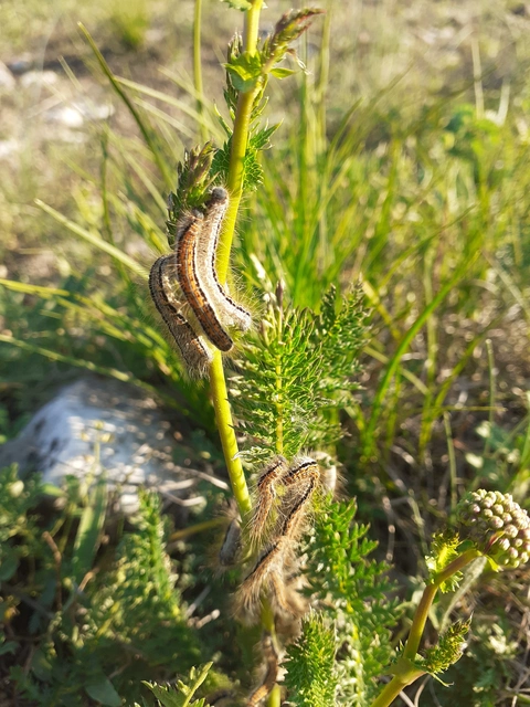 Malacosoma castrensis - kutyatejszövő