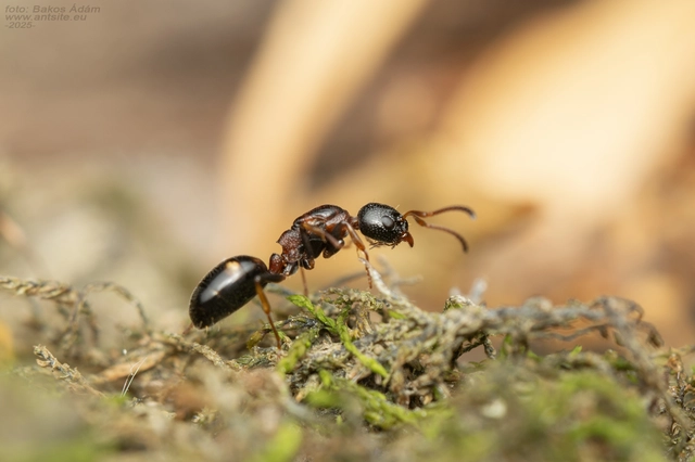 Dolichoderus quadripunctatus - négypettyes erdeihangya