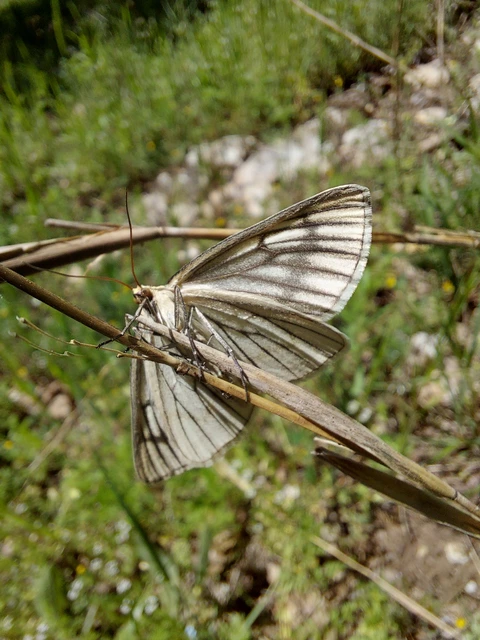 Siona lineata - vonalas fehéraraszoló