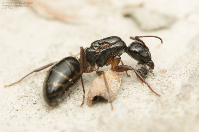 Camponotus fallax - ligeti lóhangya