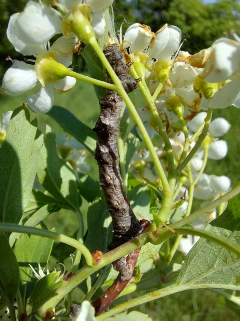 Apocheima pilosaria - zöldes tavasziaraszoló