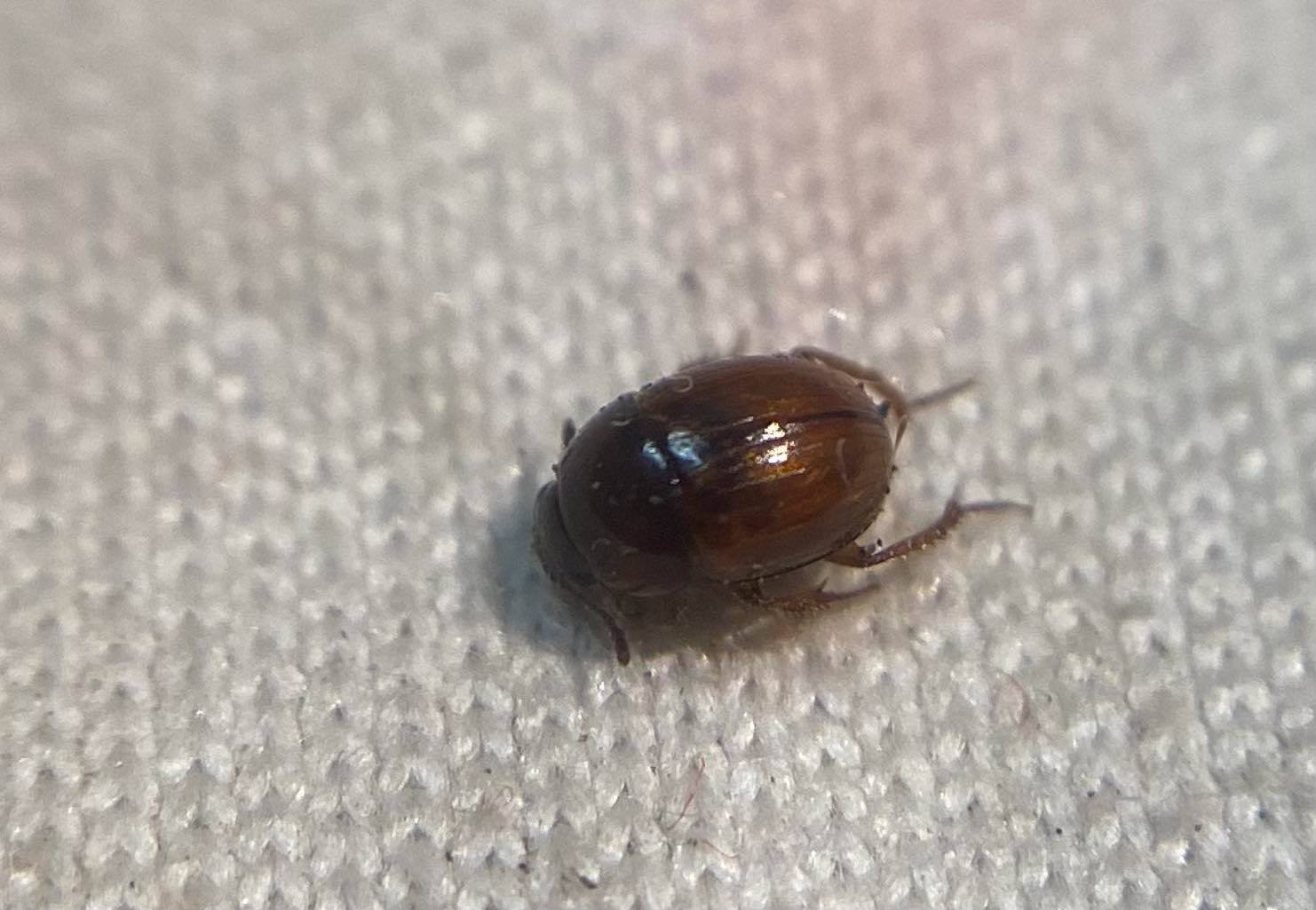 Leiodes bicolor - kétszínű gombabogárka