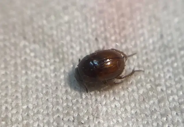 Leiodes bicolor - kétszínű gombabogárka Leiodes bicolor - kétszínű gombabogárka