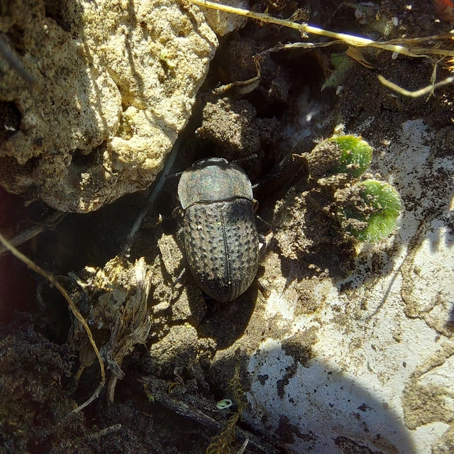 Opatrum sabulosum - sároshátú gyászbogár