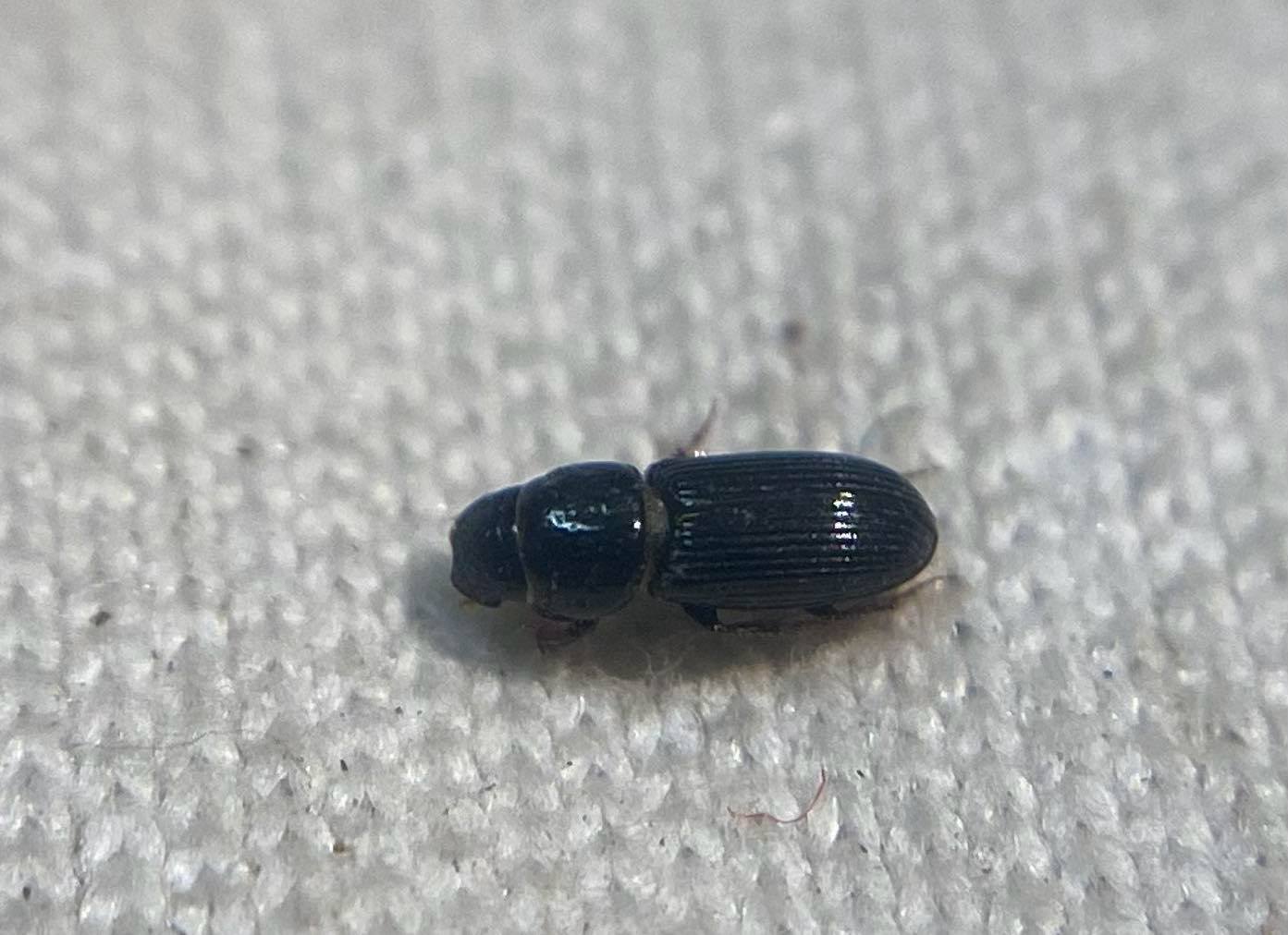 Pleurophorus pannonicus