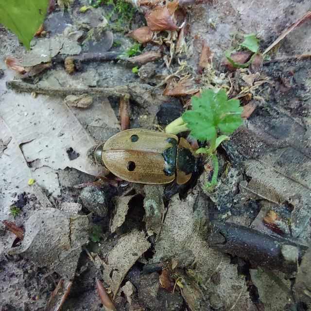 Dendroxena quadrimaculata - négypettyes dögbogár