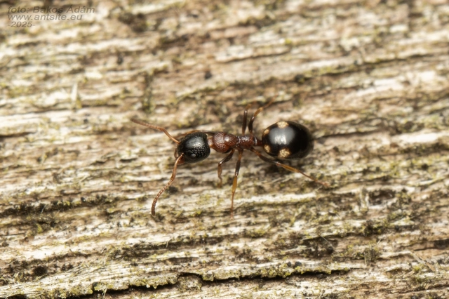 Dolichoderus quadripunctatus - négypettyes erdeihangya