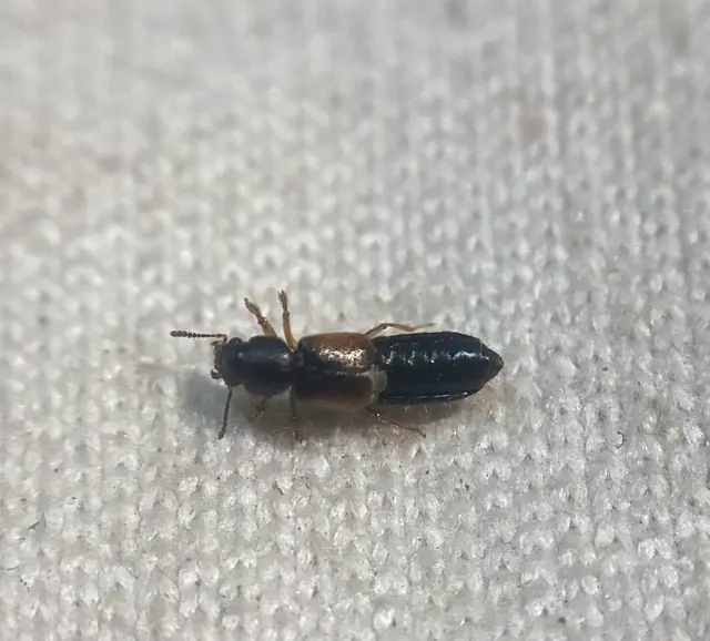Bledius opacus - homoki ásóholyva Bledius opacus - homoki ásóholyva