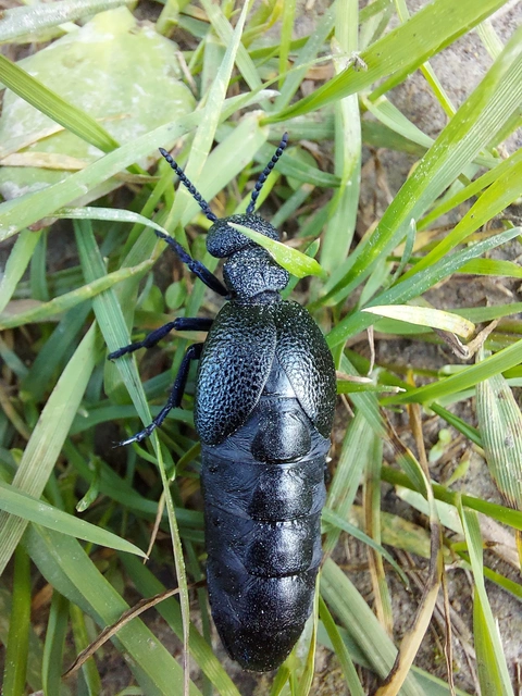 Meloe cicatricosus - óriásnünüke