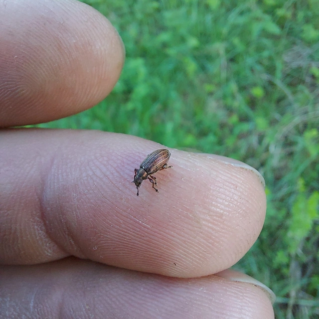 Phyllobius pyri - gyümölcsfa-levélormányos