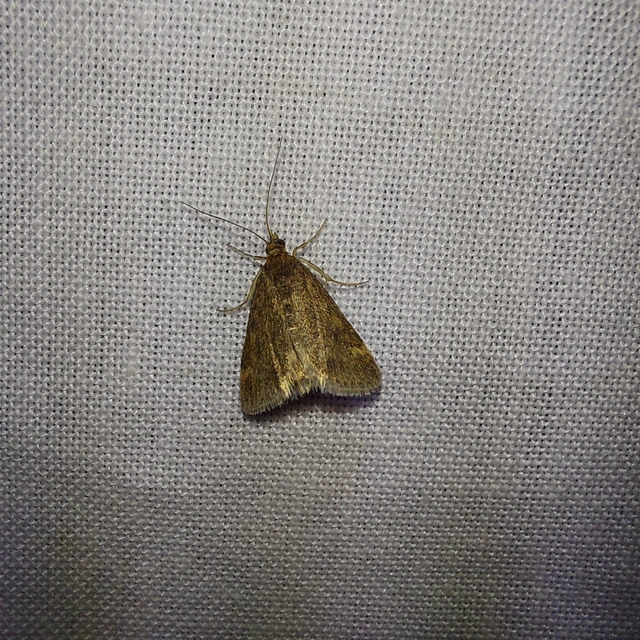Pyrausta despicata - réti bíbormoly