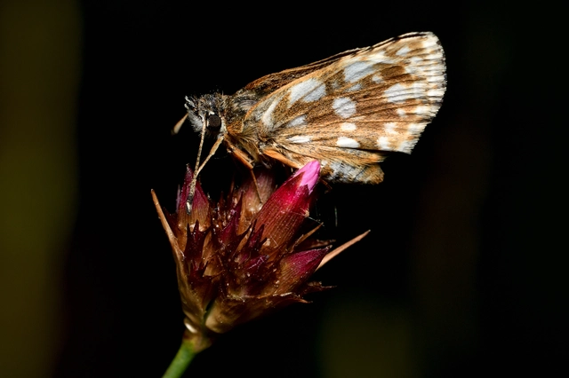 Spialia orbifer - törpe busalepke