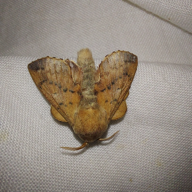 Phyllodesma tremulifolia - nyárlevélpohók