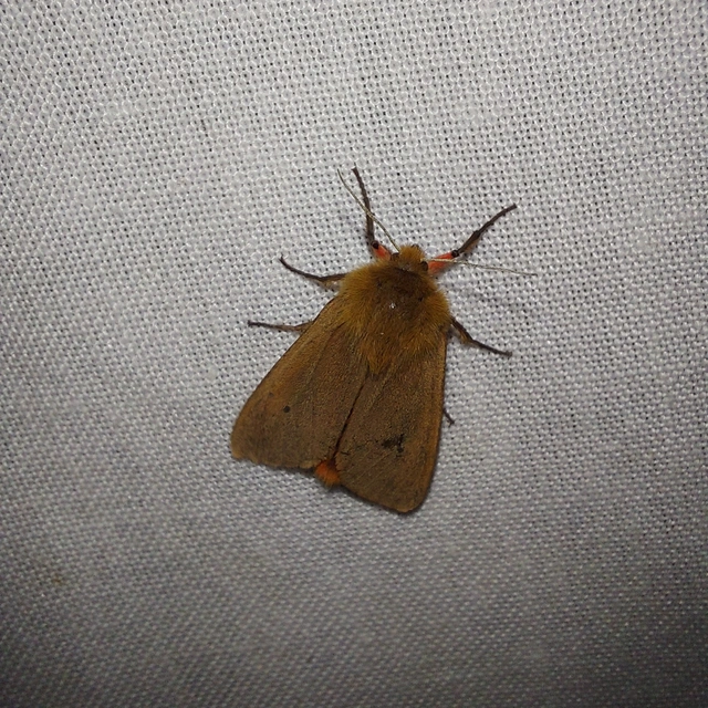 Phragmatobia fuliginosa - füstös medvelepke