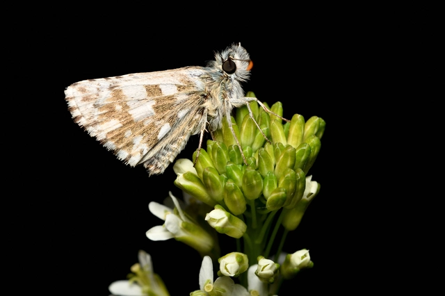 Pyrgus alveus - hegyi busalepke