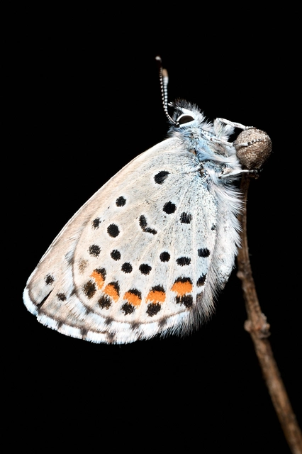 Pseudophilotes schiffermuelleri - apró boglárka