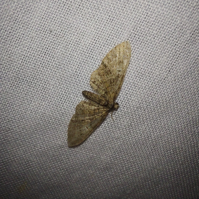 Eupithecia abbreviata - korai törpearaszoló