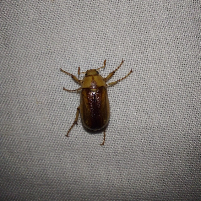 Rhizotrogus aestivus - tavaszvégi cserebogár