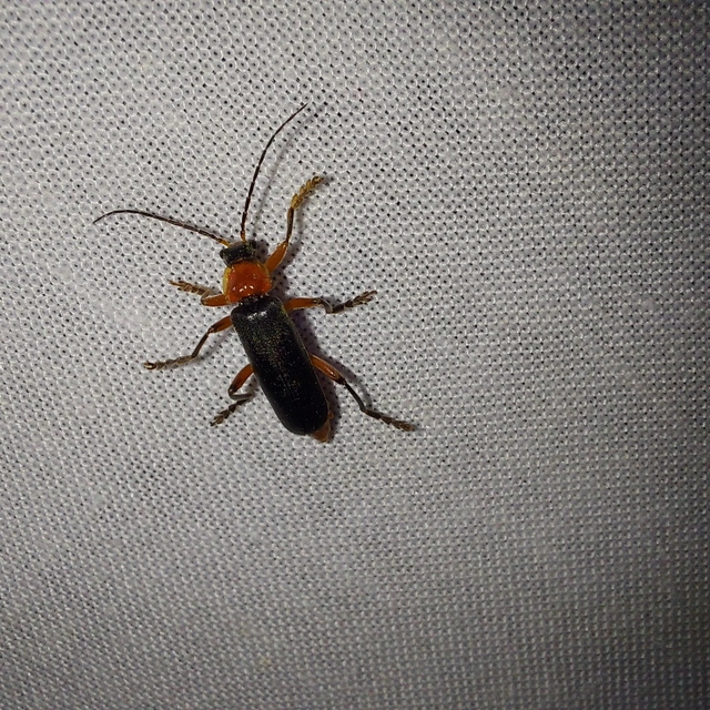 Cantharis pellucida - ligeti lágybogár